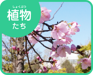 植物たち
