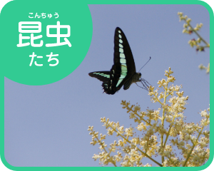 昆虫たち